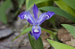 Dwarf crested iris